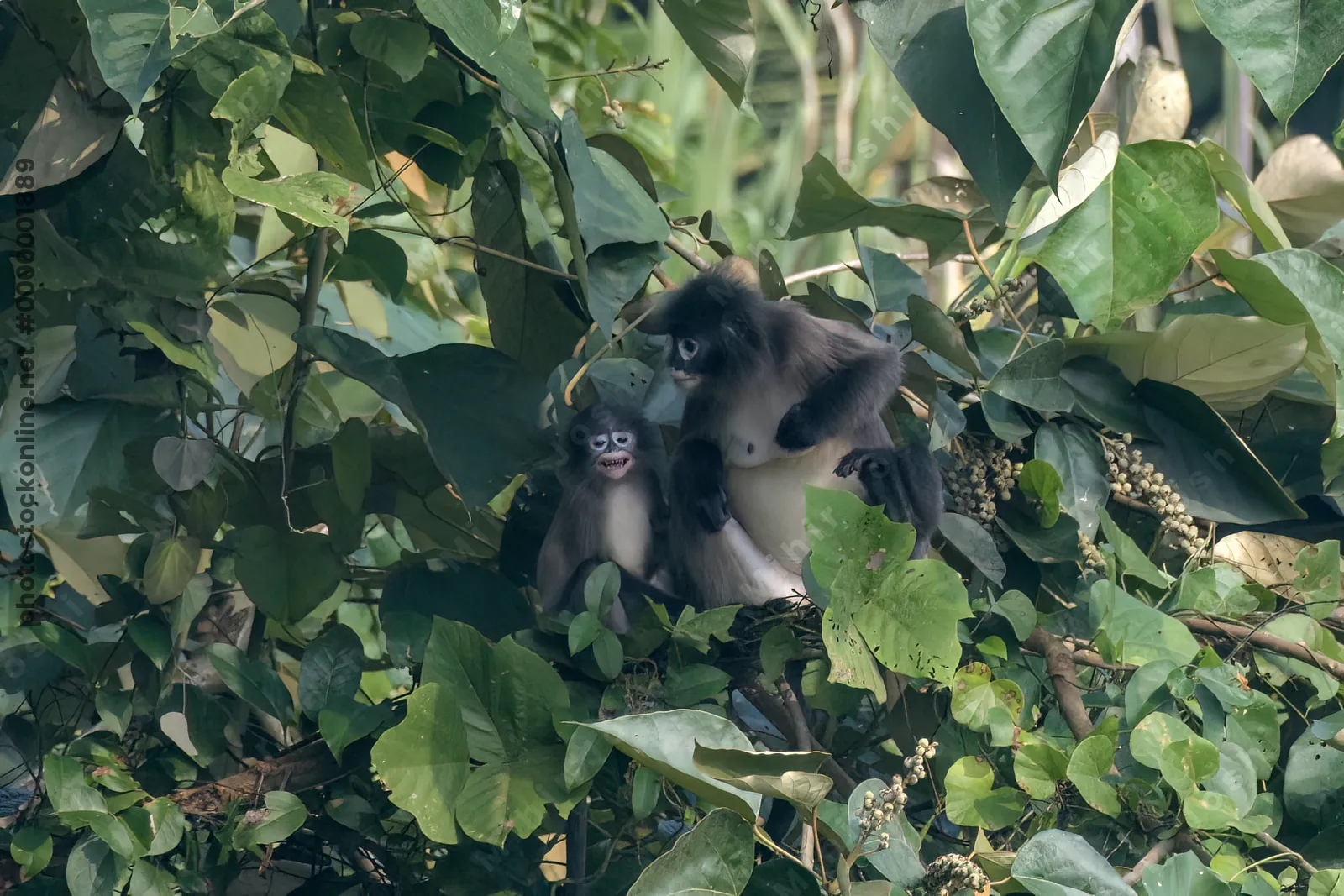 A mother and infant Phayres leaf monkey (Trachypi