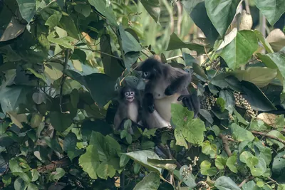 A mother and infant Phayres leaf monkey (Trachypi
