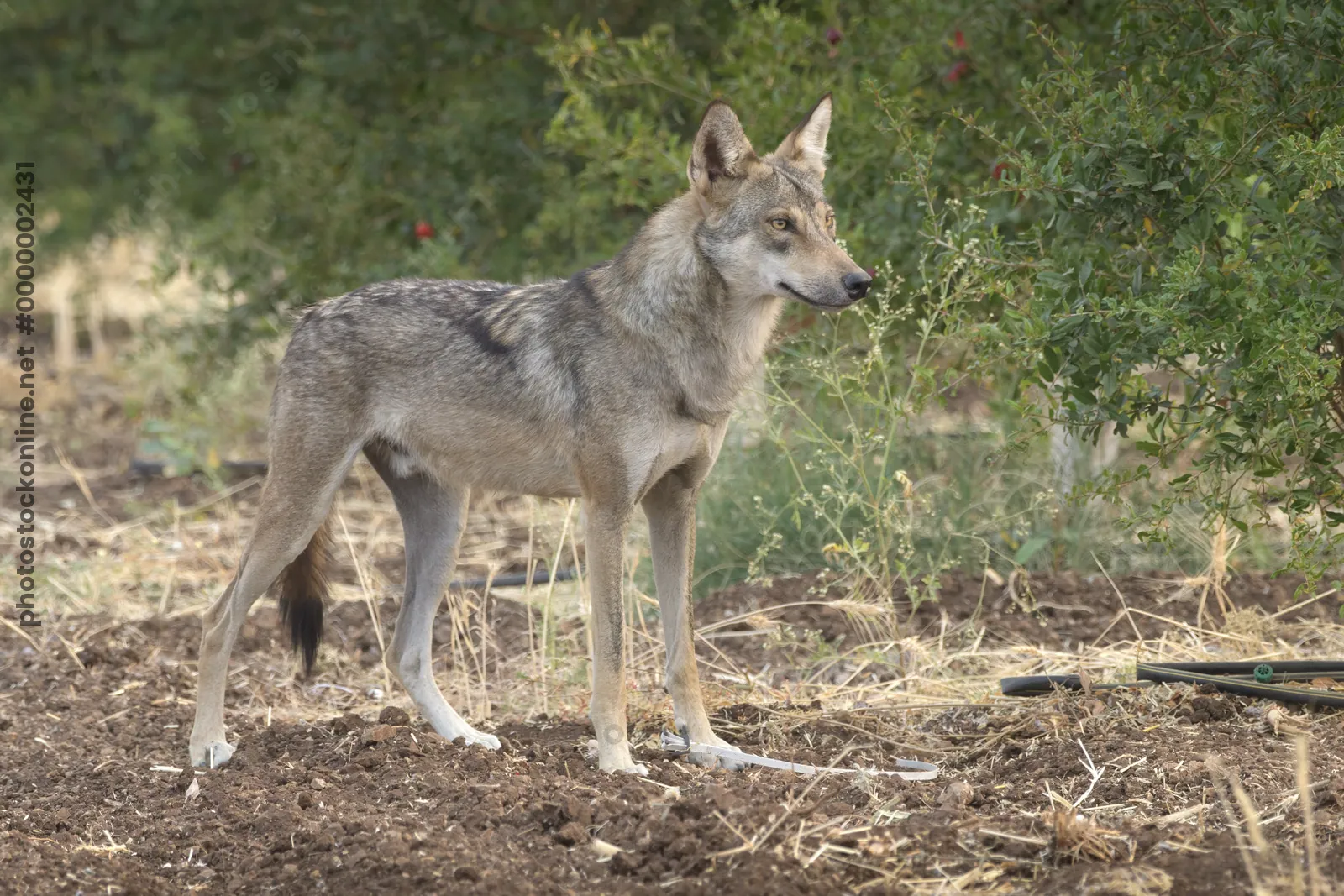 Indian Grey Wolf near farmland in Bhigwan, Mahara