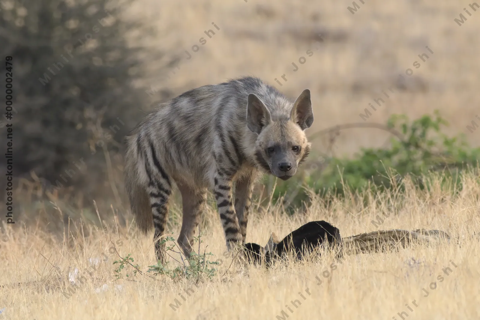 Striped Hyena walking through dry grasslands of B