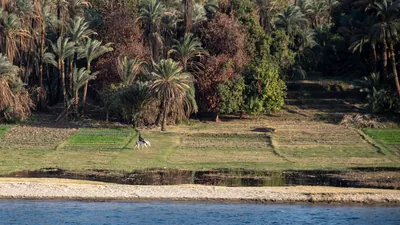 Rural Nile landscape near Aswan, Egypt, with a pe