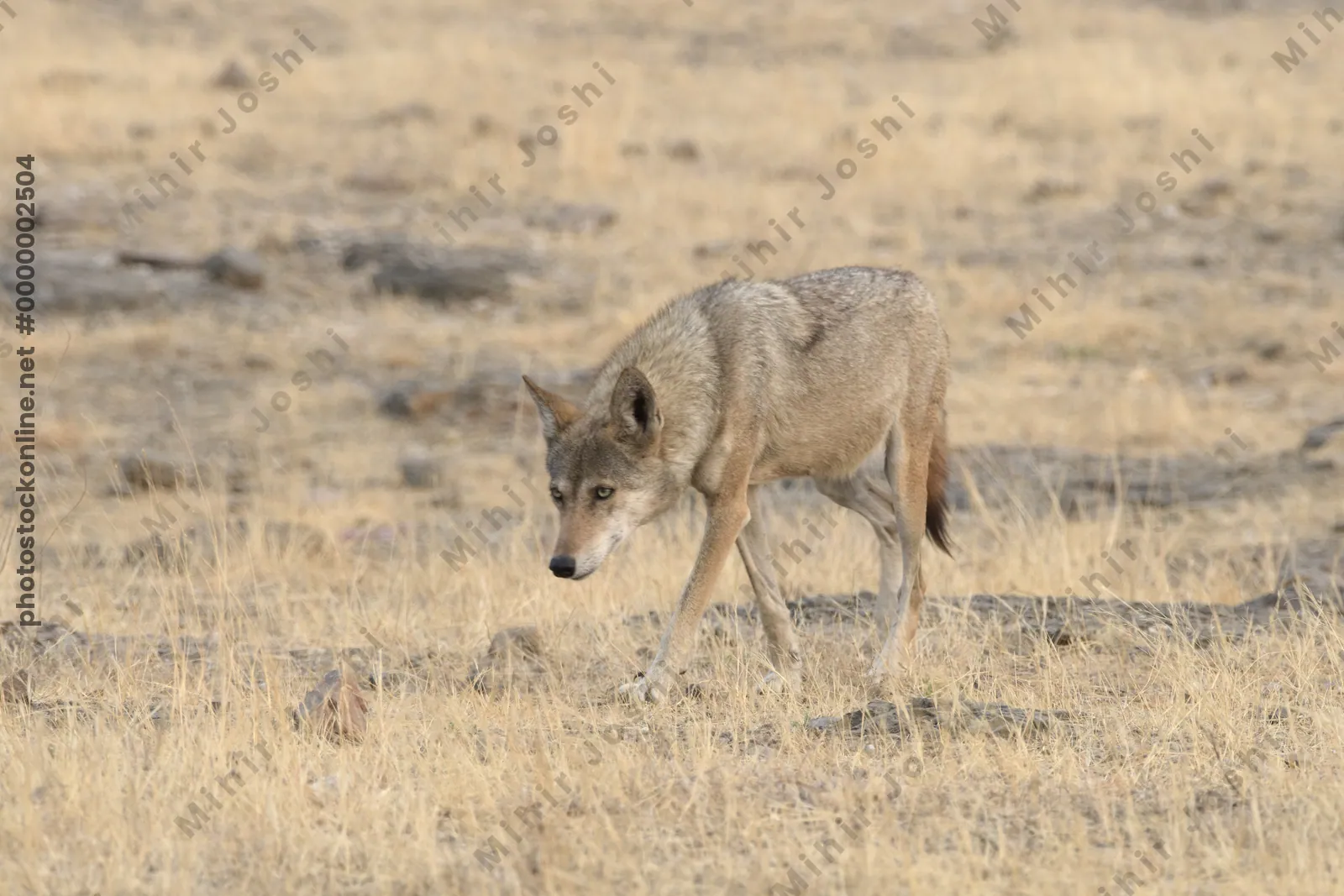 Indian Grey Wolf in dry grasslands of Bhigwan, Ma