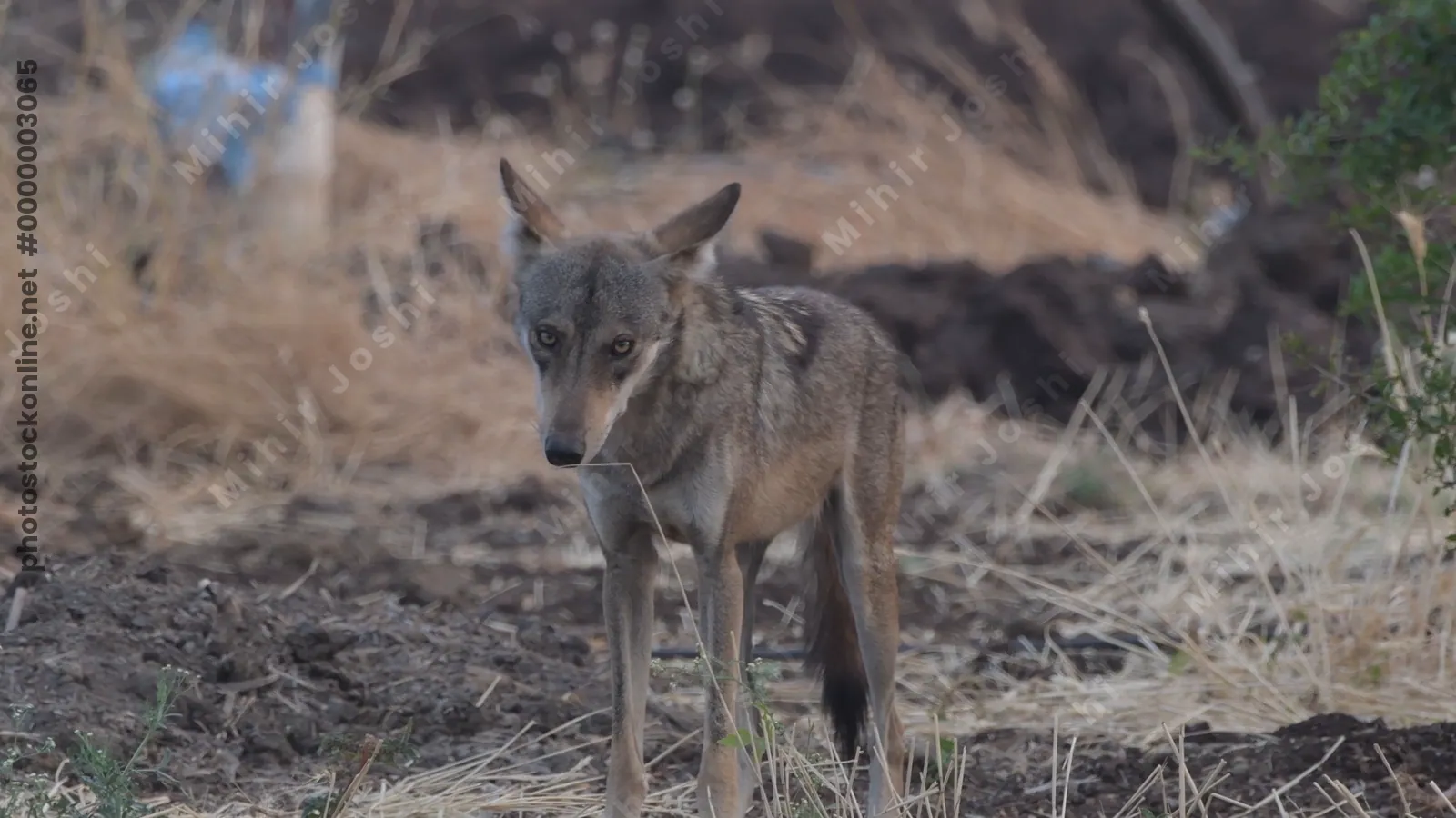 Pair of Indian Grey Wolves near farmland in Bhigw