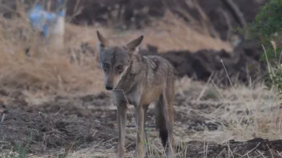 Pair of Indian Grey Wolves near farmland in Bhigw