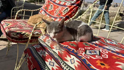 Cat relaxing on a chair at an outdoor cafe near the Temple of Philae, Aswan, Egypt.