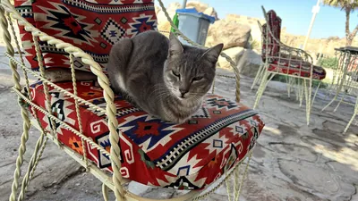 Cat relaxing on a chair at an outdoor cafe near the Temple of Philae, Aswan, Egypt.