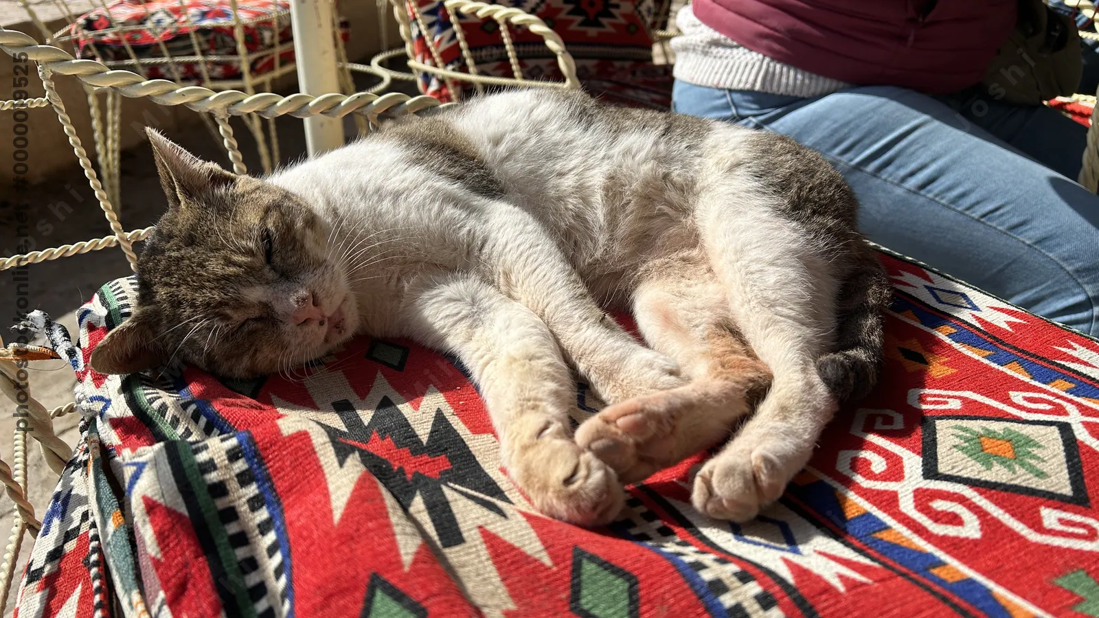 Cat relaxing on a chair at an outdoor cafe near the Temple of Philae, Aswan, Egypt.