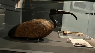 Luxor, Egypt - Feb 9, 2025: Wood and bronze statue of an ibis from Tuna el-Gebel in Egypt, a bird sacred to the god Thoth, displayed in the Luxor Museum.