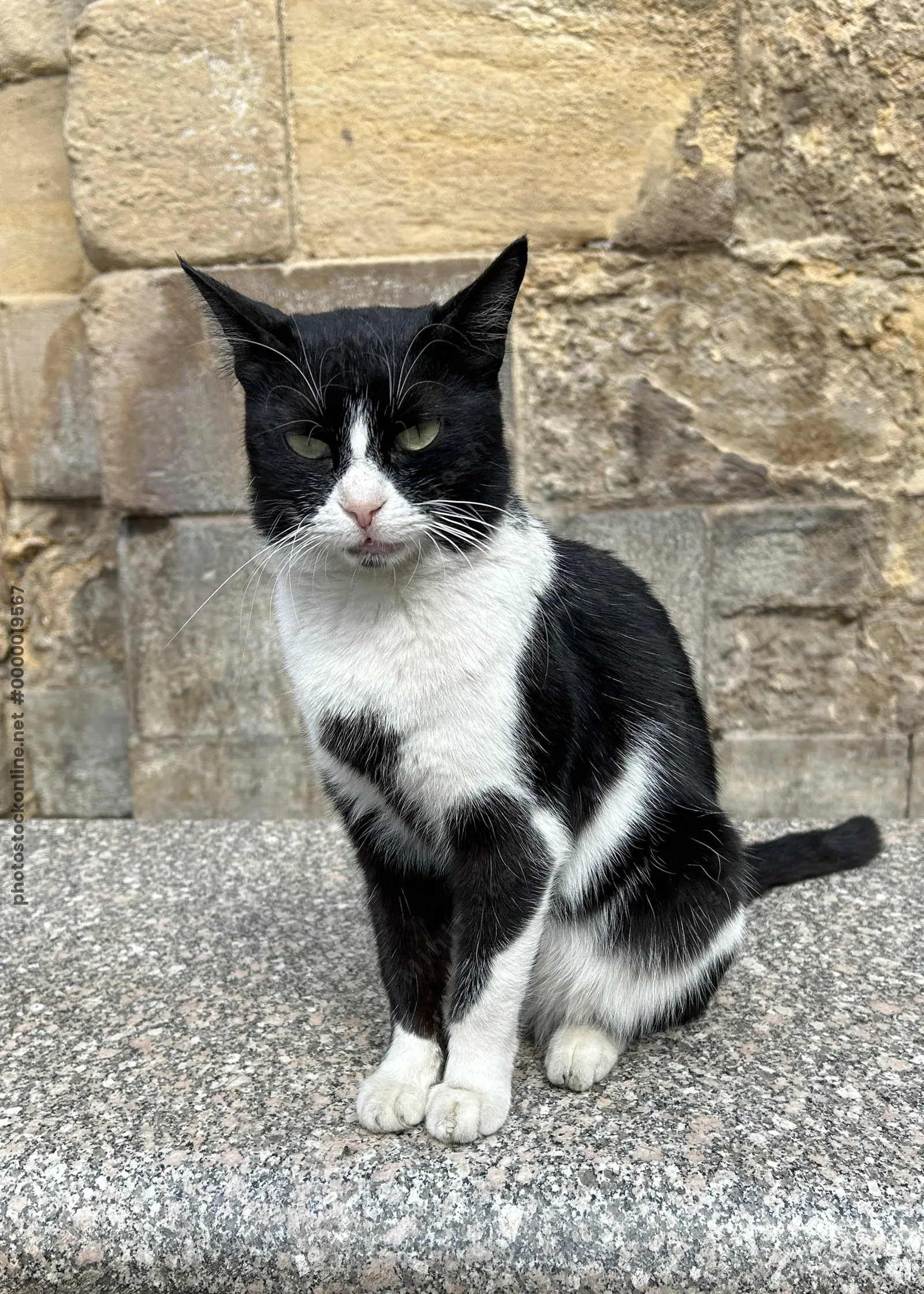Black and white street cat at El Moez Street in historic Cairo, Egypt.