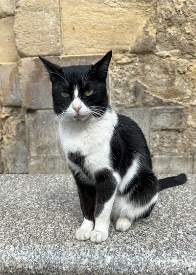 Black and white street cat at El Moez Street in historic Cairo, Egypt.