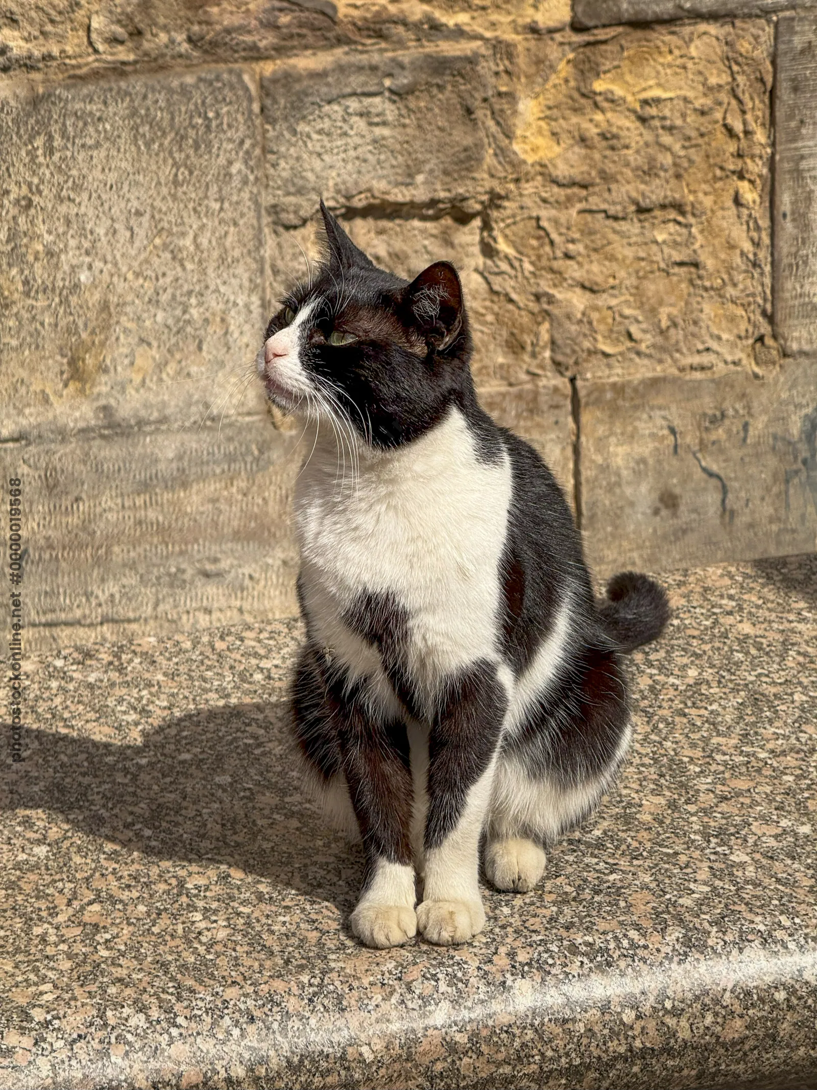 Black and white street cat at El Moez Street in historic Cairo, Egypt.