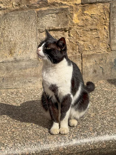 Black and white street cat at El Moez Street in historic Cairo, Egypt.