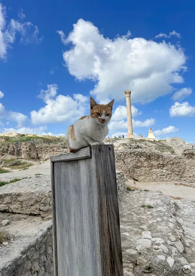 Alexandria, Egypt - Feb 13, 2025: Stray cat resting on wooden post with the ancient Roman triumphal column Pompeys Pillar in the background at the Serapeum of Alexandria.