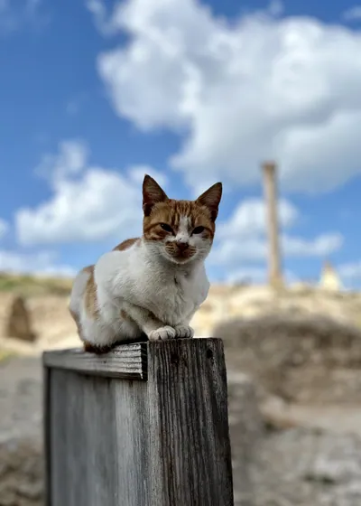 Alexandria, Egypt - Feb 13, 2025: A stray cat perched on a wooden post with the ancient Roman column known as Pompey's Pillar visible in the background in Alexandria, Egypt.