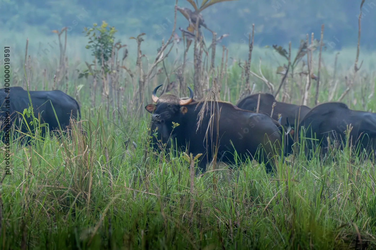 Herd of Gaur grazing in grasslands of Manas National Park, Assam, India