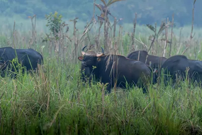 Herd of Gaur grazing in grasslands of Manas National Park, Assam, India