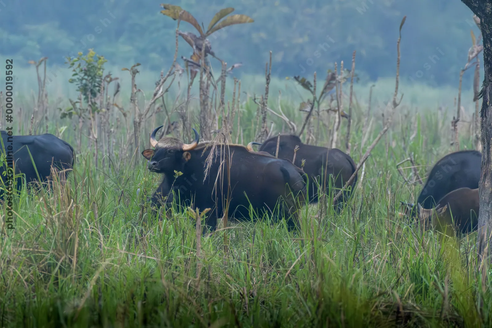 Herd of Gaur grazing in grasslands of Manas National Park, Assam, India