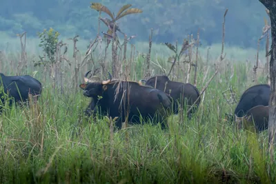 Herd of Gaur grazing in grasslands of Manas National Park, Assam, India