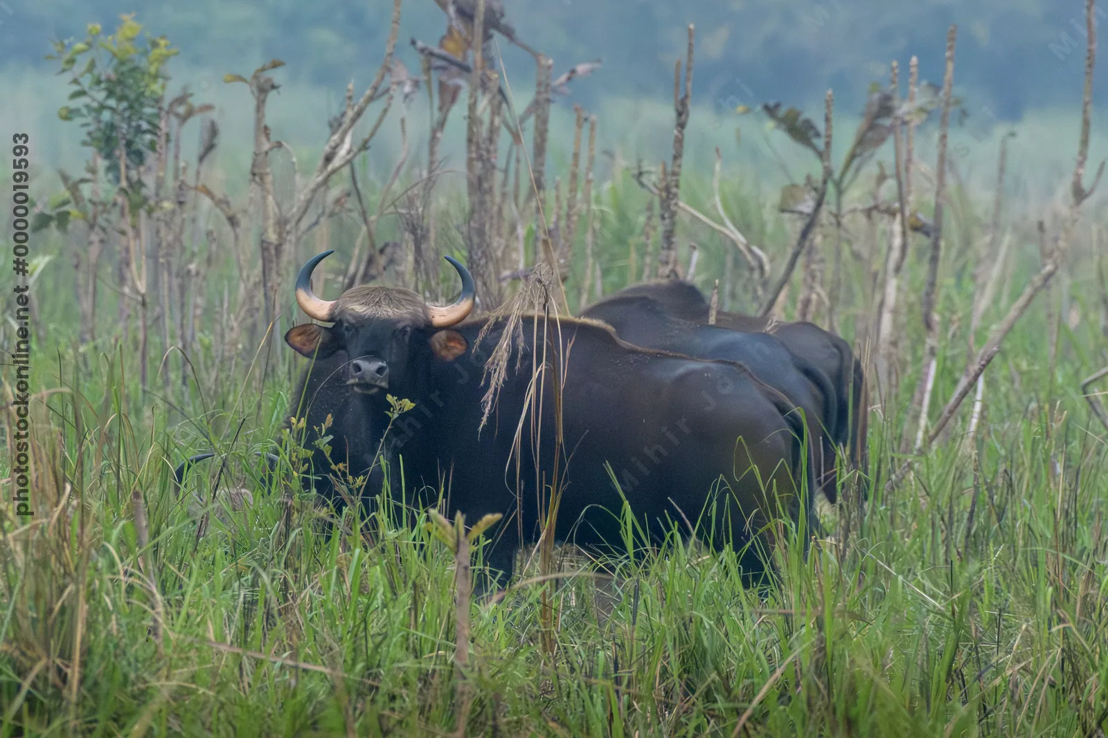 Herd of Gaur grazing in grasslands of Manas National Park, Assam, India