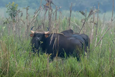 Herd of Gaur grazing in grasslands of Manas National Park, Assam, India