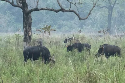 Herd of Gaur grazing in grasslands of Manas National Park, Assam, India