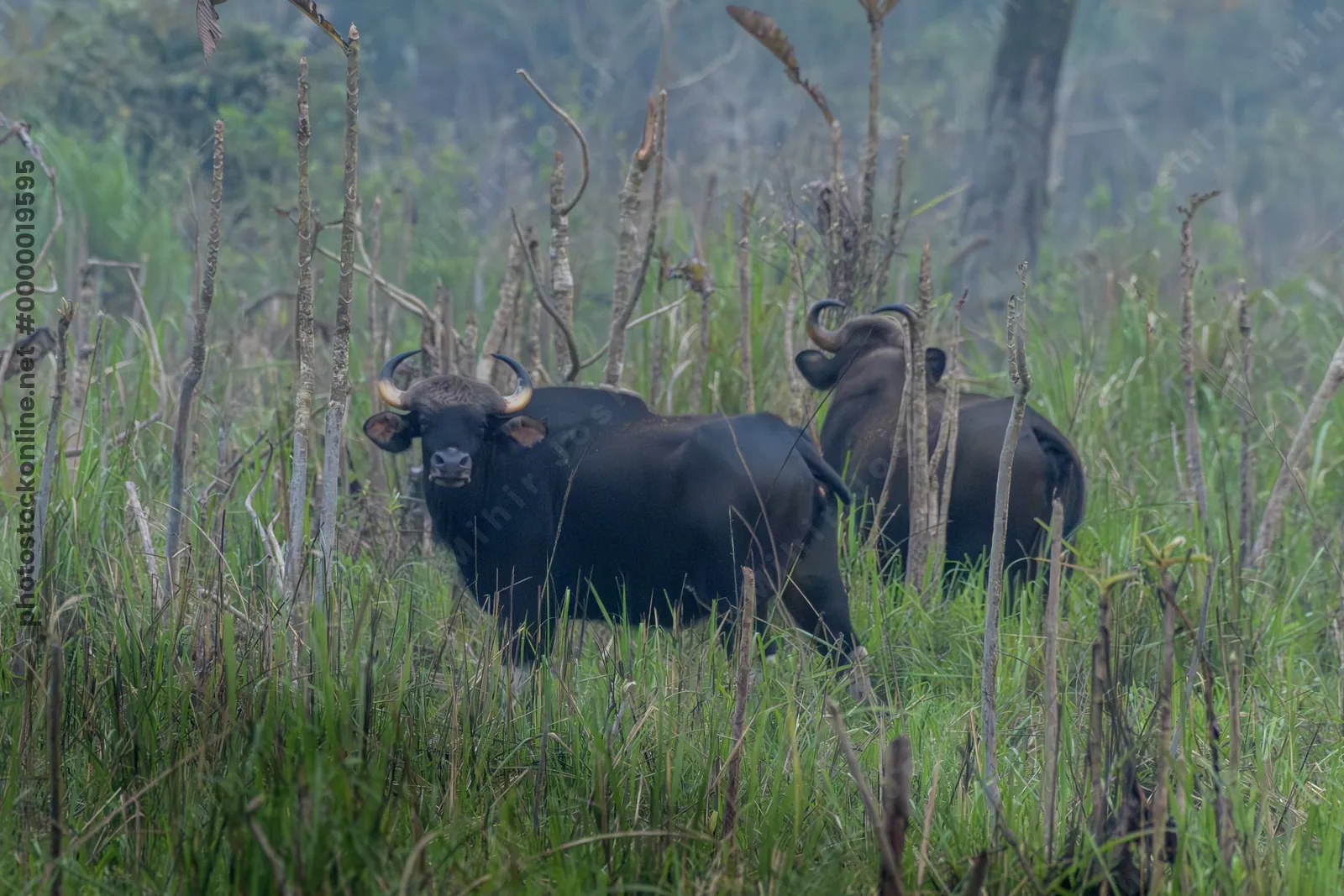 Herd of Gaur grazing in grasslands of Manas National Park, Assam, India
