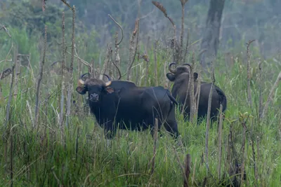 Herd of Gaur grazing in grasslands of Manas National Park, Assam, India