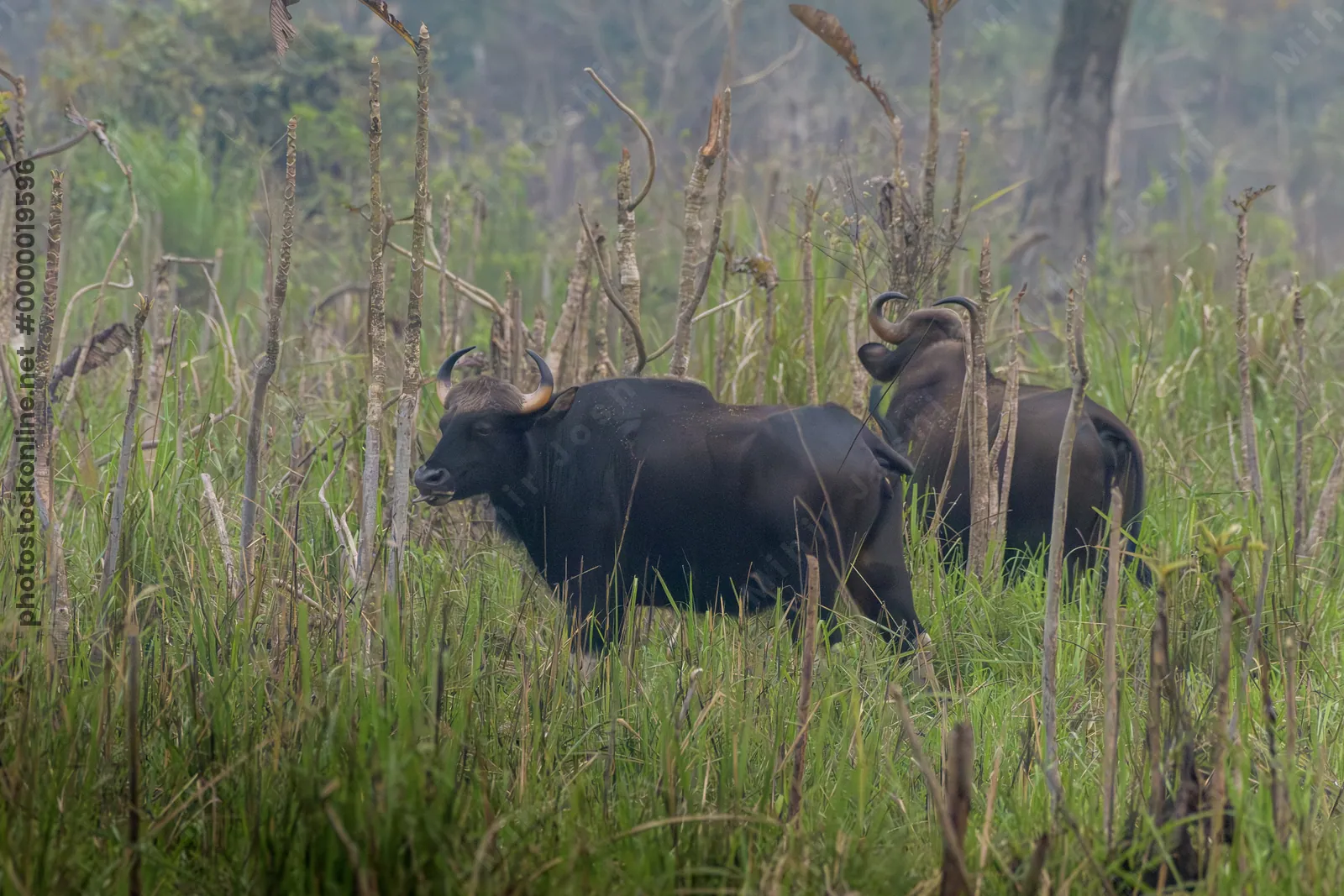 Herd of Gaur grazing in grasslands of Manas National Park, Assam, India