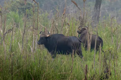 Herd of Gaur grazing in grasslands of Manas National Park, Assam, India