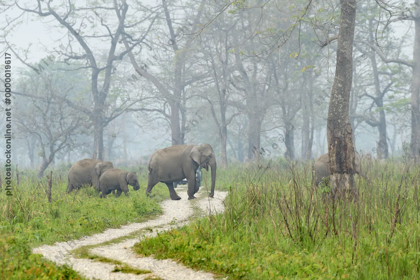 Wild herd of Asian Elephants Elephas maximus crossing a forest track in grassland habitat in Manas National Park, Assam, India.