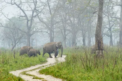 Wild herd of Asian Elephants Elephas maximus crossing a forest track in grassland habitat in Manas National Park, Assam, India.
