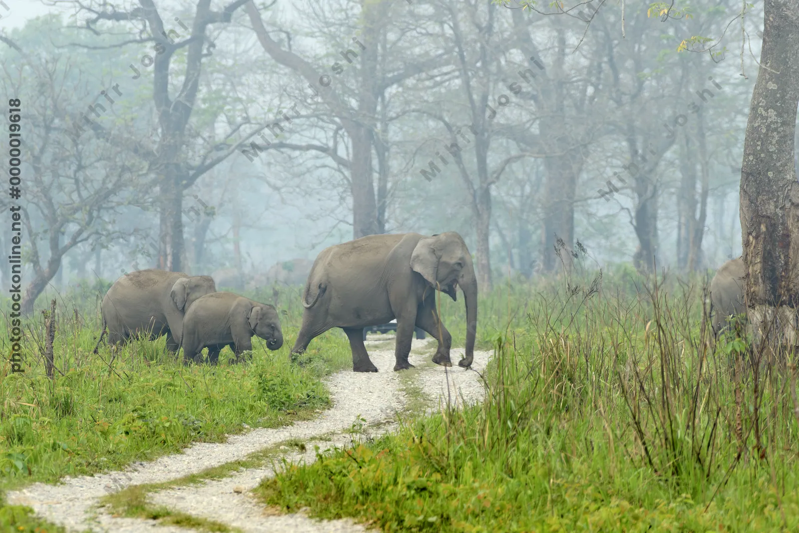Wild herd of Asian Elephants Elephas maximus including a calf crossing a forest track in grassland habitat in Manas National Park, Assam, India.