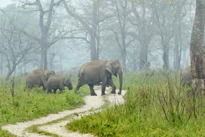 Wild herd of Asian Elephants Elephas maximus including a calf crossing a forest track in grassland habitat in Manas National Park, Assam, India.