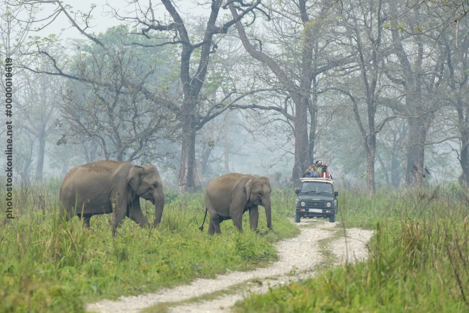 Wild Asian Elephants Elephas maximus walking through grassland with a safari jeep carrying tourists on a forest track in Manas National Park, Assam, India.