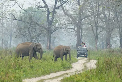 Wild Asian Elephants Elephas maximus walking through grassland with a safari jeep carrying tourists on a forest track in Manas National Park, Assam, India.