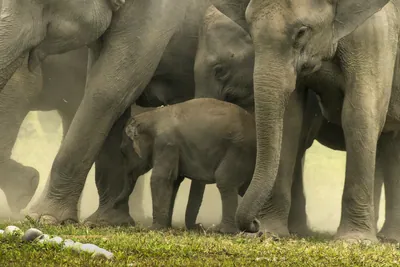 Wild Asian Elephant Elephas maximus herd surrounding and protecting a calf while taking a dust bath in forest grassland habitat in Manas National Park, Assam, India.