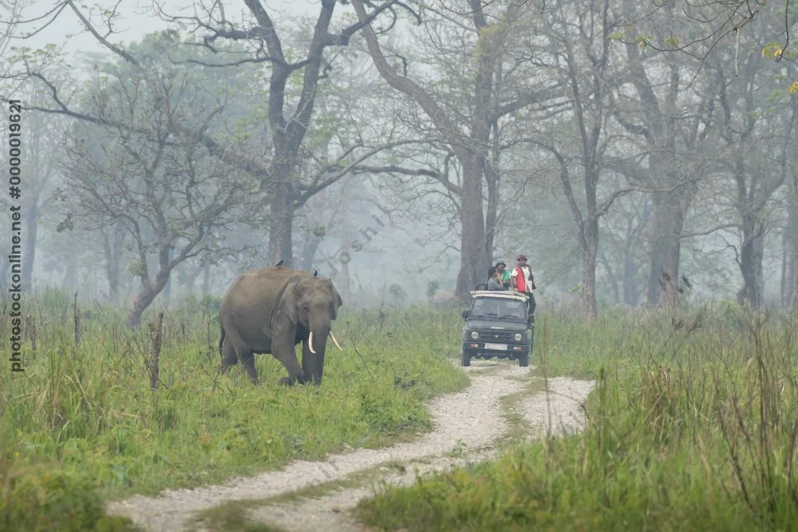 Wild Asian Elephants Elephas maximus walking through grassland with a safari jeep carrying tourists on a forest track in Manas National Park, Assam, India.