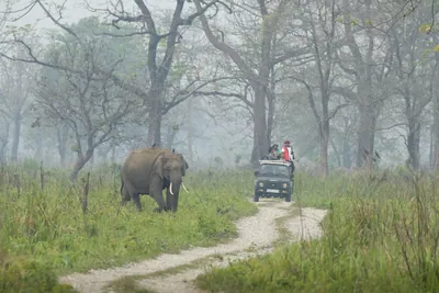 Wild Asian Elephants Elephas maximus walking through grassland with a safari jeep carrying tourists on a forest track in Manas National Park, Assam, India.