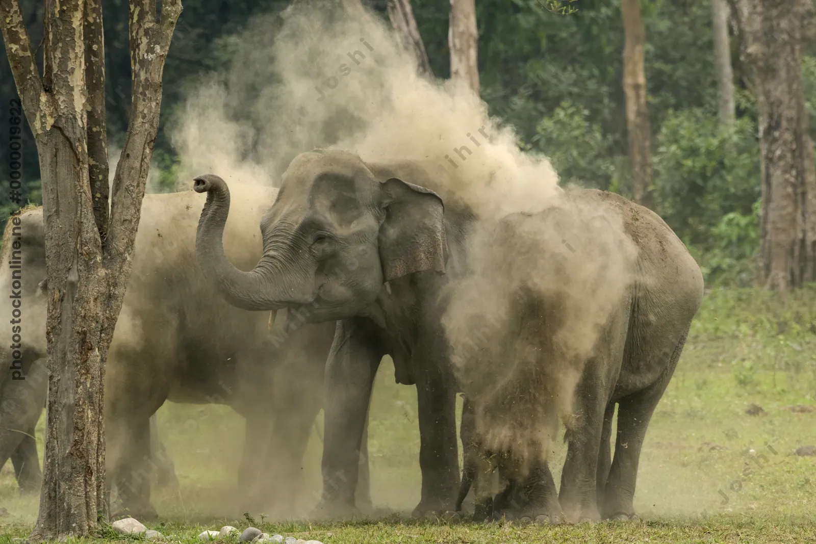 Wild Asian Elephant Elephas maximus during a dust bath, throwing soil over its body in forest grassland habitat in Manas National Park, Assam, India.