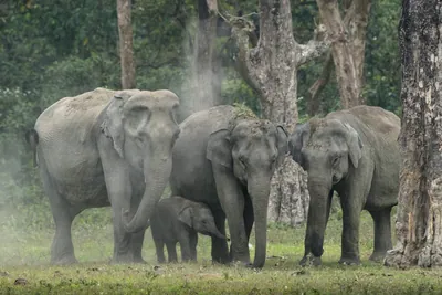 Herd of wild Asian Elephants Elephas maximus with a calf during a dust bath, showing protective behavior in forest grassland habitat in Manas National Park, Assam, India.