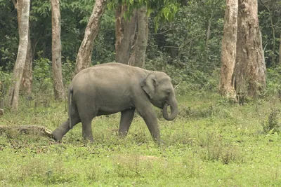 Wild Asian Elephant Elephas maximus walking through forest habitat in Manas National Park, Assam, India.