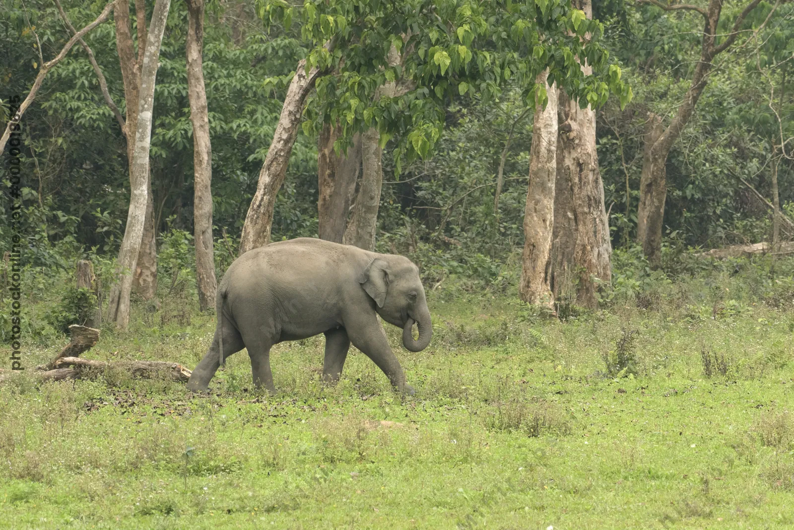Wild Asian Elephant Elephas maximus walking through forest habitat in Manas National Park, Assam, India.