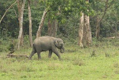 Wild Asian Elephant Elephas maximus walking through forest habitat in Manas National Park, Assam, India.