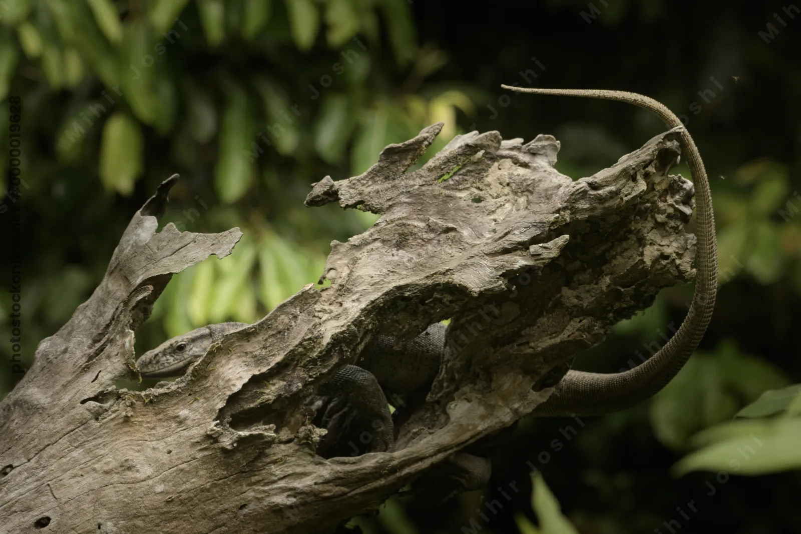 Bengal Monitor lizard resting on tree trunk in natural forest habitat at Manas National Park, Assam, India.