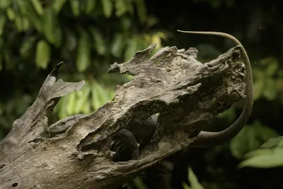 Bengal Monitor lizard resting on tree trunk in natural forest habitat at Manas National Park, Assam, India.