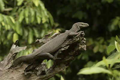 Bengal Monitor lizard resting on tree trunk in natural forest habitat at Manas National Park, Assam, India.