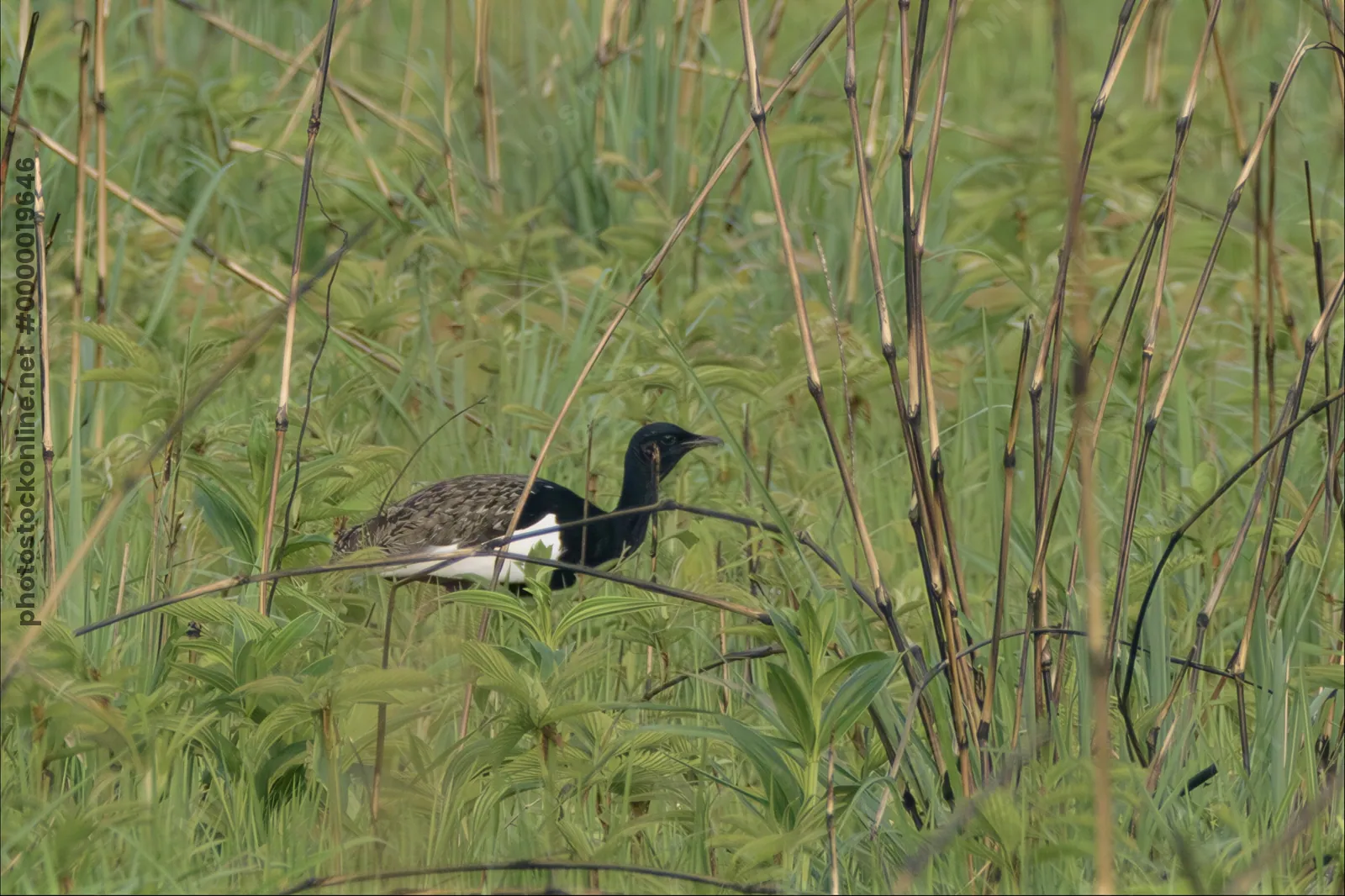 Bengal Florican Houbaropsis bengalensis in grassland at Manas National Park, Assam, India