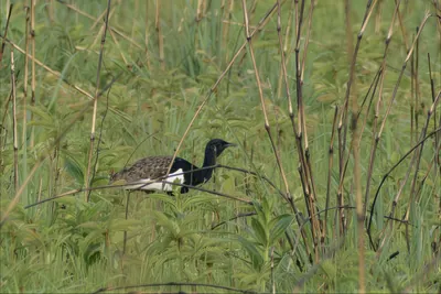 Bengal Florican Houbaropsis bengalensis in grassland at Manas National Park, Assam, India