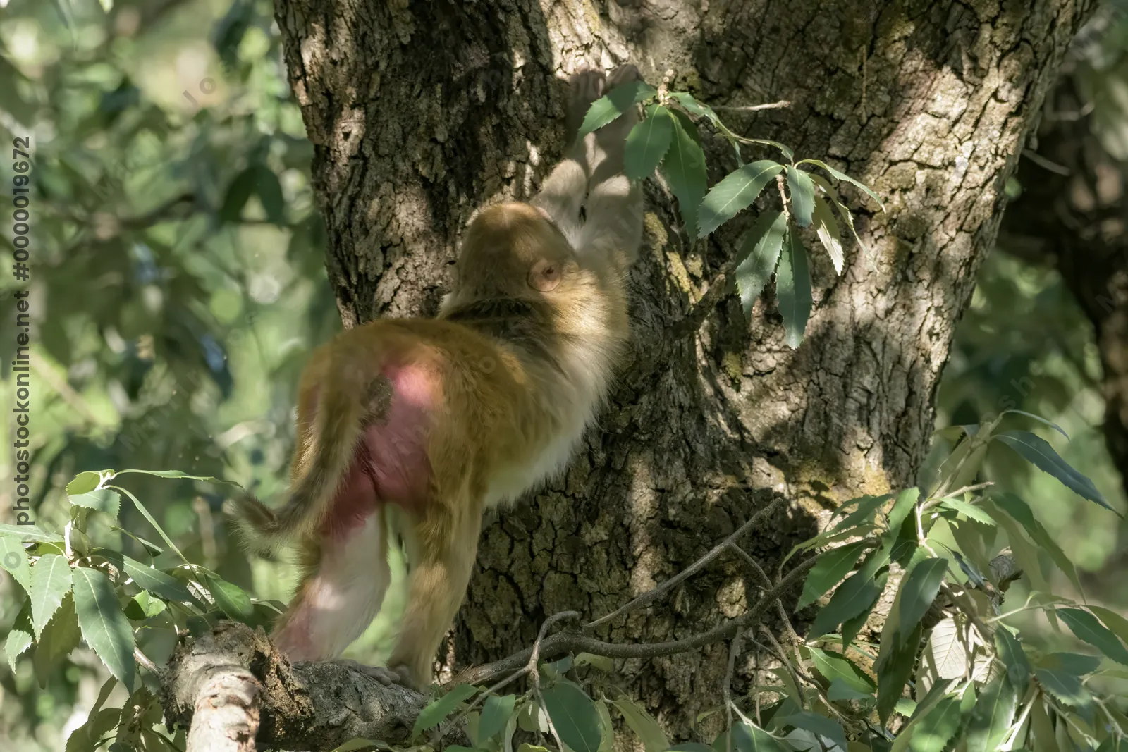 Rhesus Macaque climbing and stretching on tree trunk in Janjehli, Mandi district, Himachal Pradesh, India.