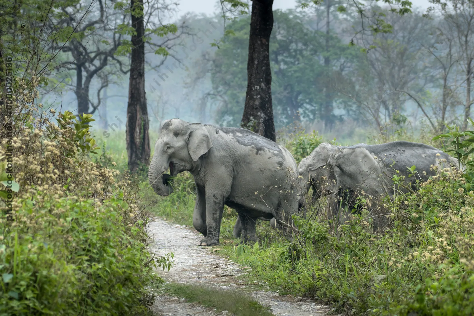 Asian Elephant walking through grassland forest- Manas National Park Assam India